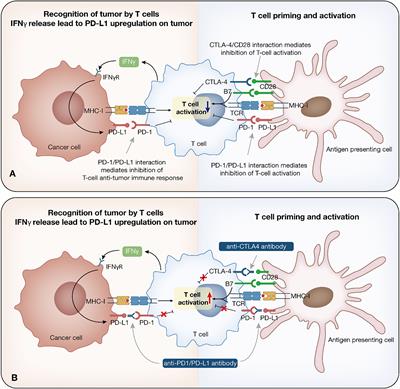 Mechanisms of drug resistance to immune checkpoint inhibitors in non-small cell lung cancer